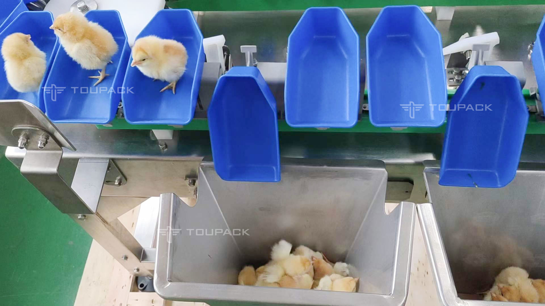 Niestandardowa maszyna do sortowania wagi kurczaka Abalone Automatyczna maszyna do sortowania dat owoców