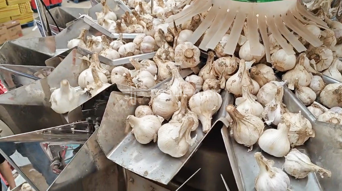 OEM Automatyczna maszyna do ważenia worek fasola kiełkowanie coriander ziemniak czosnek dziecko marchew maszyna do pakowania