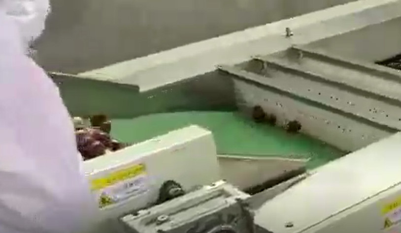 Maszyna do sortowania Jujube ze stali węglowej 220V Linia produkcyjna do sortowania
