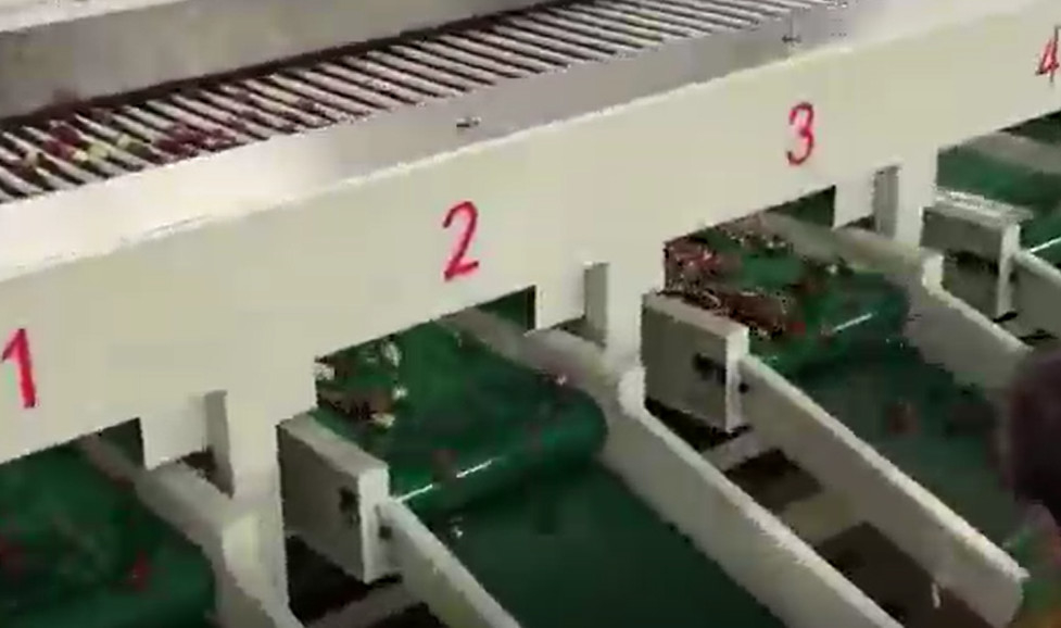 Maszyna do sortowania Jujube ze stali węglowej 220V Linia produkcyjna do sortowania