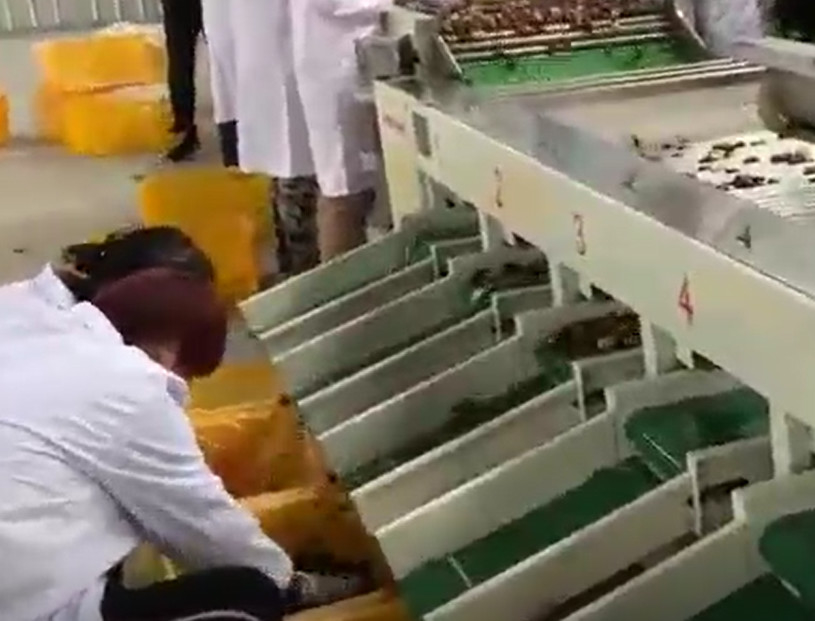 Maszyna do sortowania Jujube ze stali węglowej 220V Linia produkcyjna do sortowania