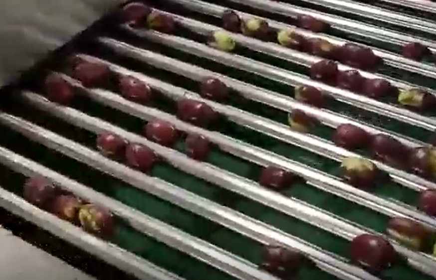 Maszyna do sortowania Jujube ze stali węglowej 220V Linia produkcyjna do sortowania