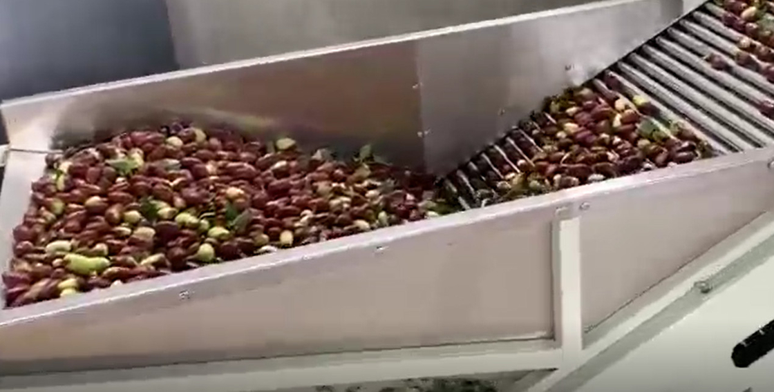Maszyna do sortowania Jujube ze stali węglowej 220V Linia produkcyjna do sortowania