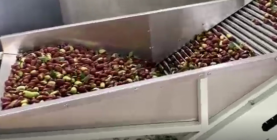 Maszyna do sortowania Jujube ze stali węglowej 220V Linia produkcyjna do sortowania